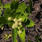 Conocarpus erectusBlüte