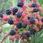 Rubus canadensis Fruit