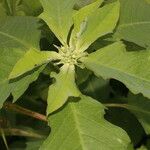 Euphorbia heterophylla Leaf