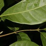 Trichilia pallida Leaf