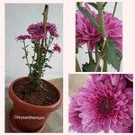 Chrysanthemum × grandiflorum പുറംതൊലി