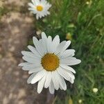 Leucanthemum ircutianumFlor