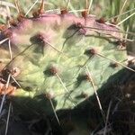 Opuntia macrorhiza Kôra