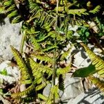 Gymnocarpium robertianum Corteza