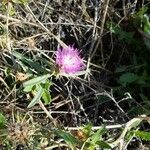 Centaurea asperaBloem