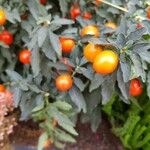 Solanum pseudocapsicum Frukto