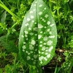 Pulmonaria affinis Likasa