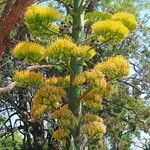 Agave americanaFlower