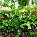 Asplenium scolopendrium Feuille