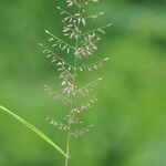 Eragrostis tenella Flower