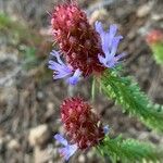 Coris monspeliensis Flower