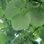 Tilia tomentosa 葉