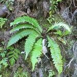 Blechnum hastatum Other