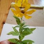 Coreopsis tripteris Flower