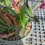 Dendrobium × delicatum Leaf