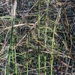 Equisetum fluviatile Corteccia