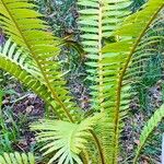 Dioon spinulosum Celota