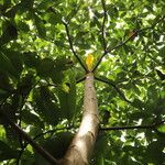 Terminalia superba Corteza