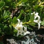 Daphne alpina Blomst