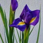 Iris latifolia Flower