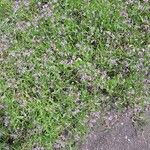 Chorispora tenella 花