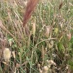 Bromus rubens Fruit