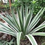 Agave vivipara Leaf