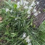 Ornithogalum nutans Hábitos