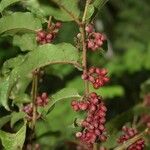 Amborella trichopoda Fruit