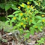 Lysimachia quadrifolia 葉