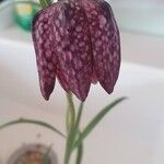 Fritillaria meleagrisCvet