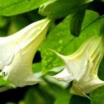 Brugmansia suaveolens Λουλούδι