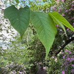 Halesia carolina Leaf