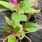 Alternanthera ficoidea Leaf