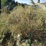 Artemisia herba-alba عادت داشتن