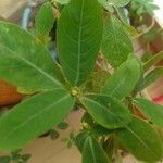 Euphorbia heterophylla Fuelha