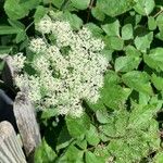 Aegopodium podagrariaFlower