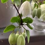 Clematis cirrhosa पत्ता