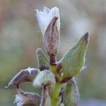 Salix pyrenaica Fruit