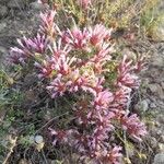 Thymus longiflorus Flower