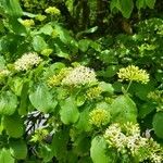 Cornus amomum Квітка