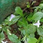 Mazus pumilus Leaf