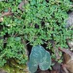 Arenaria balearica Hoja
