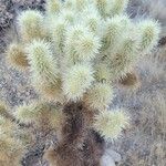 Cylindropuntia bigelovii Leaf