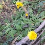 Crepis conyzifolia Hábitos