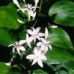 Jasminum neocaledonicum Агульны выгляд