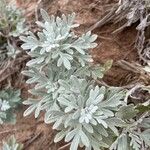 Artemisia stelleriana पत्ता