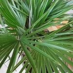 Chamaerops humilis Folha