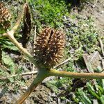 Datura stramonium Ffrwyth