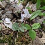 Dicentra canadensis ഇല